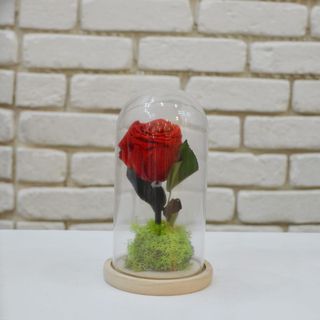 Cupola trandafir criogenat