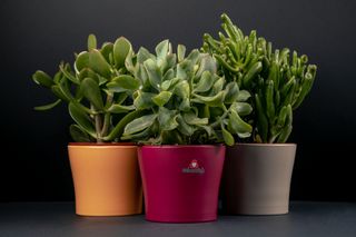 Krasula (razne vrste)