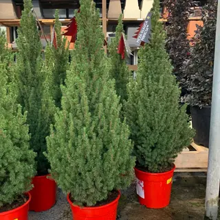 Pianta Picea ( pinus )
