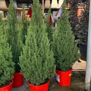 Pianta Picea ( pinus )