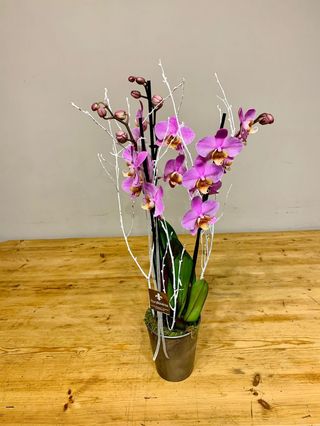 Orquidea Tres Tallo Con Maceta