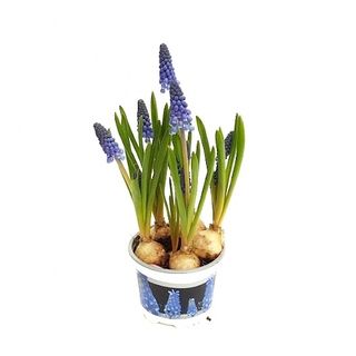 Plantuta cu bulbi Muscari (ambalata cu hartie decorativa)