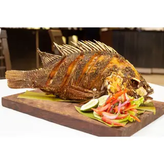 Tilapia
