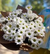 თეთრი ქრიზანთემა