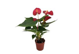 Anthurium Petit