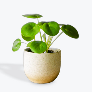 Planta PILEA PEPEROMOIDES