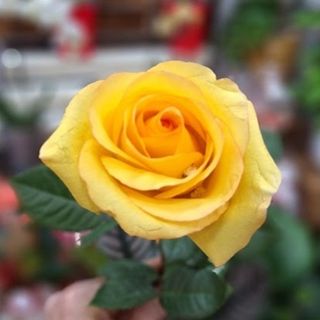 Rosa Amarilla suelta (unidad)