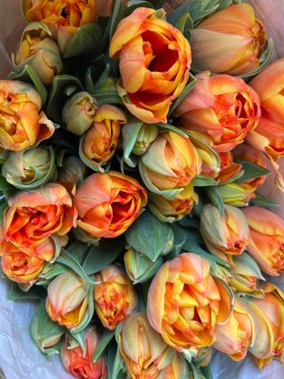 Tulipani arancione doppio fiori mazzo grande 