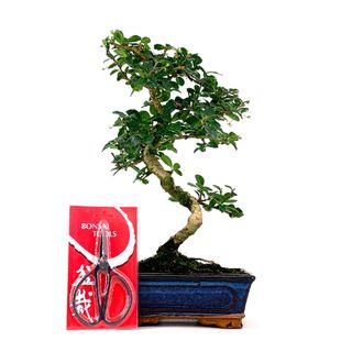 Pack Bonsái Carmona 8 años y Tijera china