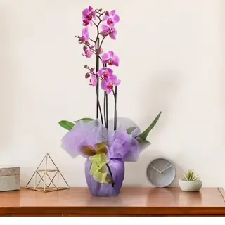 Orchidea rosa
