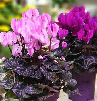 Ciclamini piccoli colori a sorpresa . Immagine puramente dimostrativa