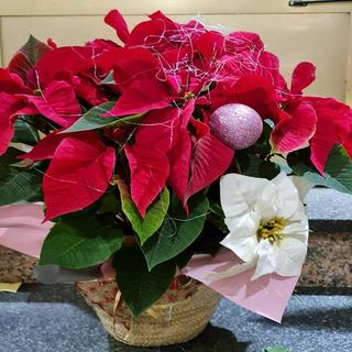 Cestilla Poinsettia