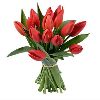 Red Tulip