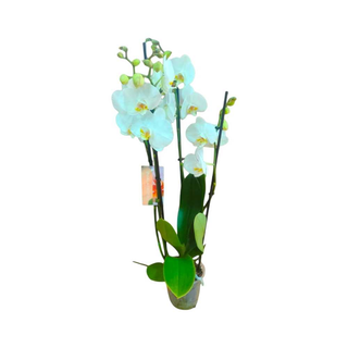 Vaso Orquídea Phalaenopsis Branca