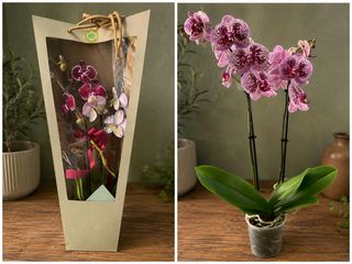 Orchidea grande con busta regalo