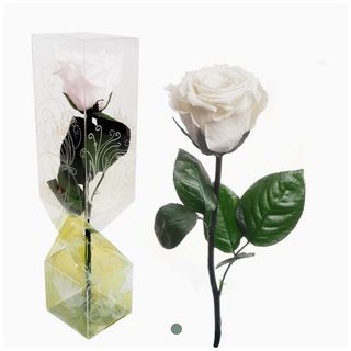 Rosa Eterna Blanca Pequeña