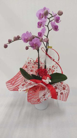 Orchidea confezione San Valentino con ceramica 