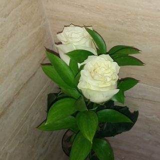 Rosas Blancas 2 Unidades