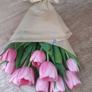 10 Tulipani  rosa