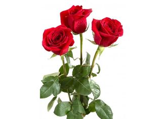 3 Рози, червени | 1 pieces