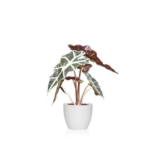 Alocasia Amazónica (Oreja De Elefante)