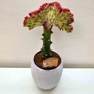 EUPHORBIA LACTEA