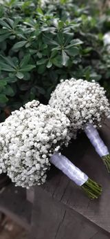 დიქსოფილის ( პატარძლის თაიგული )