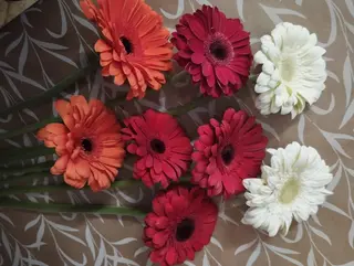 Gerbera À La Carte