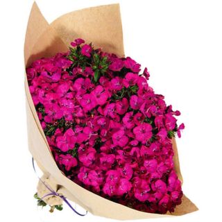 ბარბატუსი