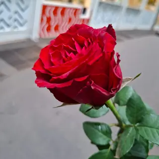 Rosa   grande