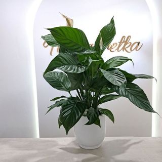 Spatyfilium rozmiar S