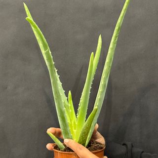 Aloe Vera