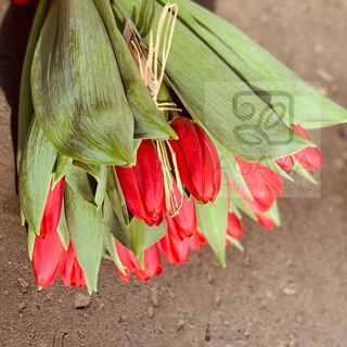 Bukiet Tulipanów 15 szt