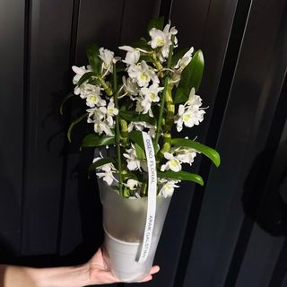 Dendrobium Blanco