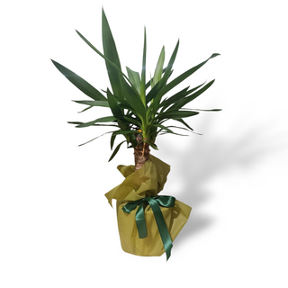 Yucca