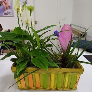 CESTA PLANTAS