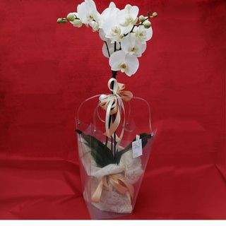 orchidea  colori assortiti, in elegante confezione