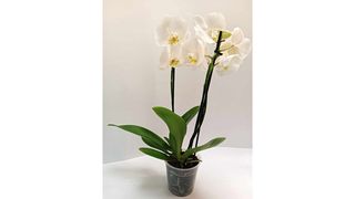 Bela orhideja