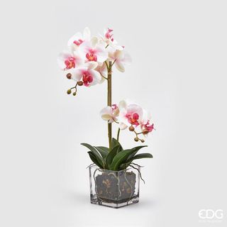 Orchidea phalaenopsis rosa