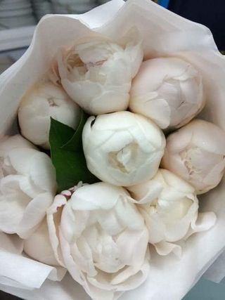 თეთრი პიონი