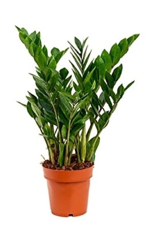 Zamia velika