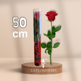 Rosa eterna (50cm)