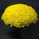 101 Crizanteme galbene