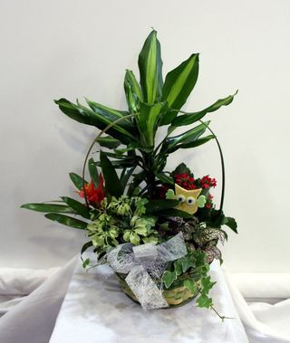 Cesta Mediana De Plantas De Interior