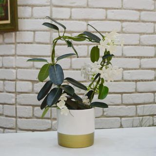 Planta ghiveci stephanotis cu vas ceramic