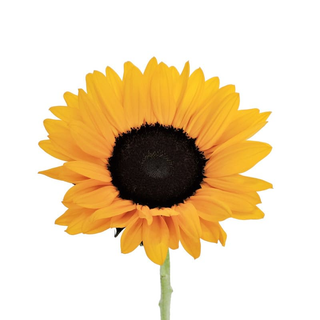 Girasole singolo confezionata 