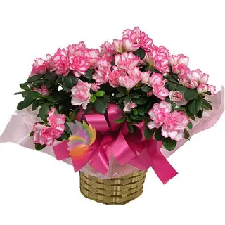 Azalea