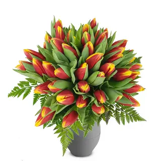 Tulipani becolore