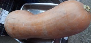 Calabaza vasca ecológica 