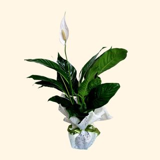 Spathiphyllum L